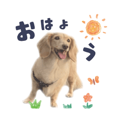 [LINEスタンプ] 【ミニチュアダックス】うちの子スタンプ