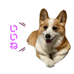 [LINEスタンプ] きなこくんすたんぷ