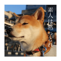[LINEスタンプ] あずきスタンプ ろく！