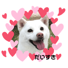 [LINEスタンプ] 白柴ジャム♡