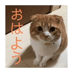 [LINEスタンプ] ちゃちゃまる スタンプ！
