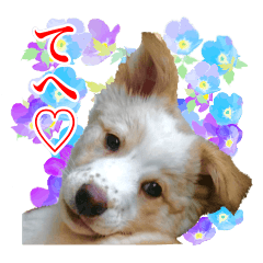 [LINEスタンプ] モト保護犬★ゆきコレクション