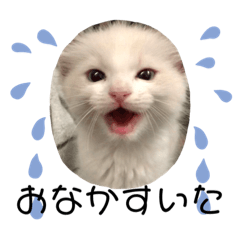 [LINEスタンプ] じごくぬこにゃりゅーぜすたんぷ