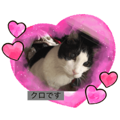 [LINEスタンプ] ハチワレ くろにゃん