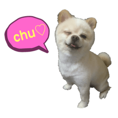 [LINEスタンプ] きなこくんスタンプ①
