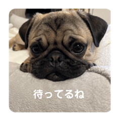 [LINEスタンプ] パグのディカプリオくんの画像（メイン）