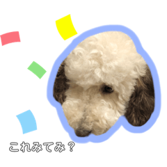 [LINEスタンプ] #さくらさんと3種の物体