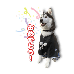 [LINEスタンプ] シベリアンハスキーの琥珀