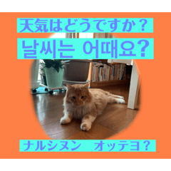 [LINEスタンプ] 日本語と韓国語と天気