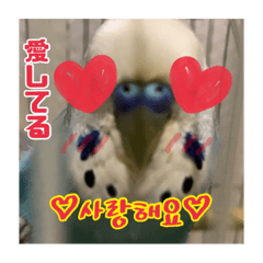 [LINEスタンプ] ☆第6弾☆かわいい セキセイインコ