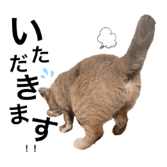 [LINEスタンプ] みーともん