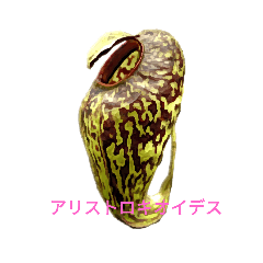 [LINEスタンプ] ネペンテス アリストロキオイデス