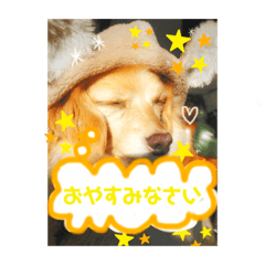 [LINEスタンプ] あざとかわいい犬、きなこ。
