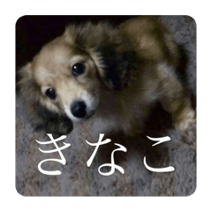[LINEスタンプ] きなこのスタンプーーーーーー