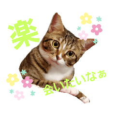 [LINEスタンプ] なえ、まろの日常4