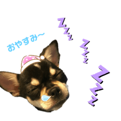 [LINEスタンプ] ♡むーたん♡【チワワ】