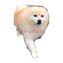 [LINEスタンプ] ポメラニアンのマカロンくん