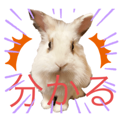 [LINEスタンプ] うさぎ、リス、チンチラの同調系