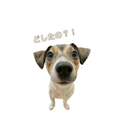 [LINEスタンプ] ハクのきもち