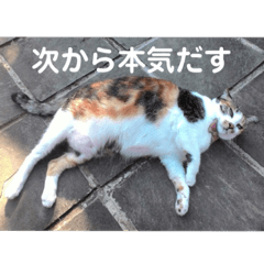 [LINEスタンプ] ねこのウリ3