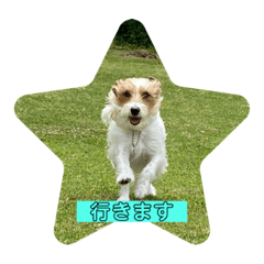 [LINEスタンプ] ジャックラッセル日常スタンプ