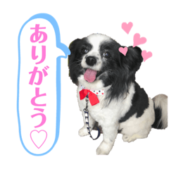[LINEスタンプ] どこかに住むワンコ(パピヨンのミルク)