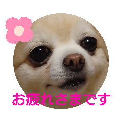 [LINEスタンプ] 元繁殖犬のゆきちゃん⑤