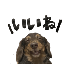 [LINEスタンプ] あんずちゃんの日常