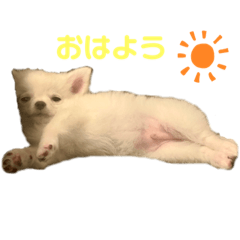 [LINEスタンプ] 白チワワのモコしゃん