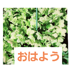 [LINEスタンプ] hanaごころ2