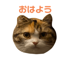 [LINEスタンプ] もみじあいさつスタンプ