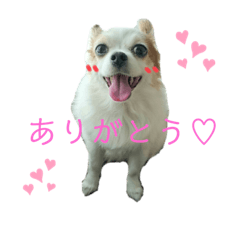 [LINEスタンプ] パピチワのマロンさん