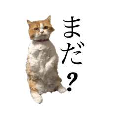 [LINEスタンプ] 4にゃん1わん