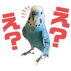 [LINEスタンプ] ☆第5弾☆かわいい☆セキセイインコ☆