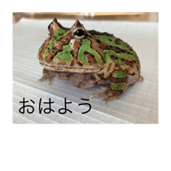 [LINEスタンプ] ツノガエルのスタンプ