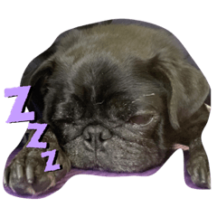 [LINEスタンプ] くろぱぐ。パックン