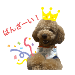 [LINEスタンプ] トイプードル♡emma2