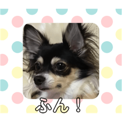 [LINEスタンプ] チワワ ブラック×ホワイト