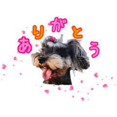 [LINEスタンプ] シュナウザー 親子 レア＆ノア⭐︎