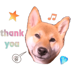 [LINEスタンプ] 柴犬のしばおくん☆2