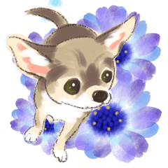 [LINEスタンプ] 毎日いぬ全開