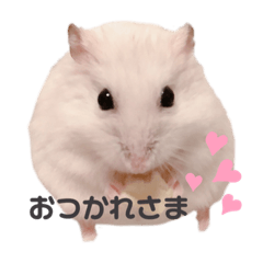 [LINEスタンプ] ハムちゃんズ！！！