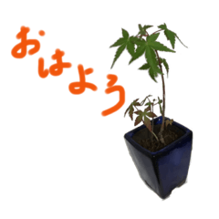 [LINEスタンプ] もみじの盆栽キャラクターのスタンプ