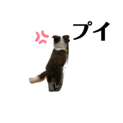 [LINEスタンプ] エディーちゃん 子犬 ボーダーコリー