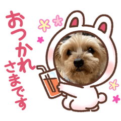 [LINEスタンプ] ヨーキー蓮くん