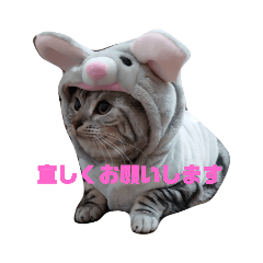[LINEスタンプ] American Shorthair7,10,7