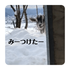 [LINEスタンプ] やなお家の愉快などうぶつたち①
