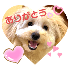 [LINEスタンプ] チワプーのノエルくん