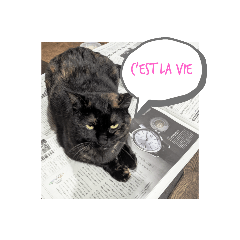 [LINEスタンプ] いぬとねこ 1