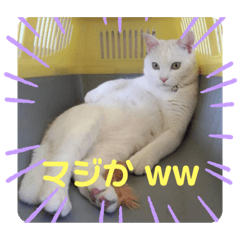 [LINEスタンプ] とむはうすの家族  猫編